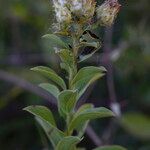 Inula spiraeifolia Flor