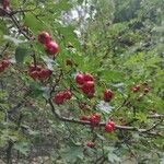 Crataegus laevigataFruit