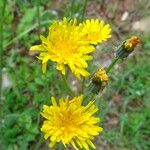 Crepis nicaeensis Fiore