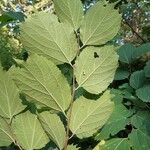 Celtis koraiensis Leaf