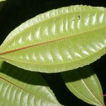 Miconia lateriflora Лист