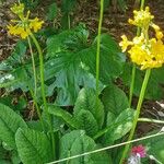 Primula bulleyana Flower