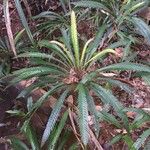 Blechnum obtusatum Plante entière