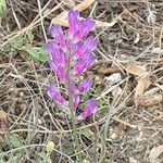 Vicia monantha Flor