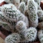 Mammillaria gracilis Lehti