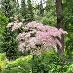 Filipendula rubra Flower