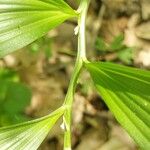 Polygonatum latifolium 花