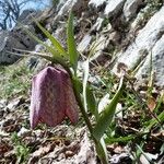 Fritillaria tubaeformis Õis