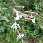 Silene italica Blüte