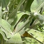 Silene coronaria Leaf