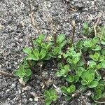 Stevia rebaudiana Ліст