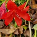 Hesperantha coccinea 花