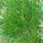 Festuca heterophylla Hoja