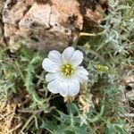 Cerastium gibraltaricum Blüte