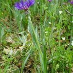 Centaurea pichleri Habit