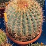 Ferocactus cylindraceus葉