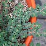 Euphorbia serpens List