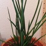 Dracaena stuckyi Yaprak