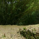 Bambusa vulgaris Кора