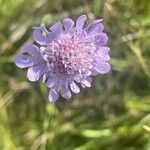 Scabiosa columbaria Цветок