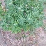 Cannabis sativaFulla