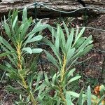 Protea repens Foglia