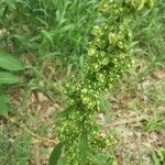 Rumex crispusKwiat