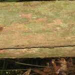 Chaetocarpus schomburgkianus Corteza