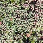 Sedum hispanicum موطن