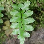 Adiantum vogelii Blatt