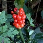 Arum maculatum Fruit