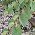 Cercis siliquastrum葉