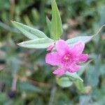 Jasminum beesianum Blüte