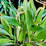 Coelogyne bracteosa