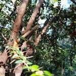 Rhaphithamnus spinosus Hoja