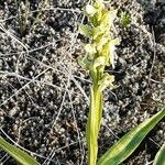 Dactylorhiza insularis Flower