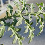 Scrophularia lucida Leaf