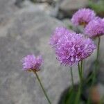 Armeria alpina फूल