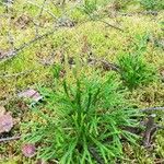 Diphasiastrum complanatum Mbuma