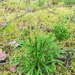 Lycopodium complanatum Fruto