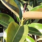 Ficus elastica Folha