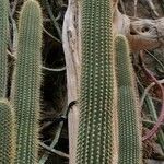 Cleistocactus micropetalus