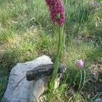 Orchis × bergonii