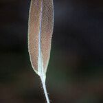 Elaphoglossum aubertii List