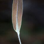 Elaphoglossum aubertii Leaf