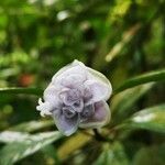 Psychotria urbaniana Blüte