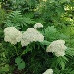 Achillea macrophylla Облик