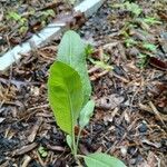 Solidago rigida Folla