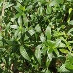 Galium rubioides Ліст