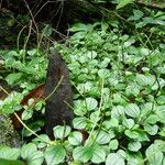 Peperomia molleri Συνήθη χαρακτηριστικά